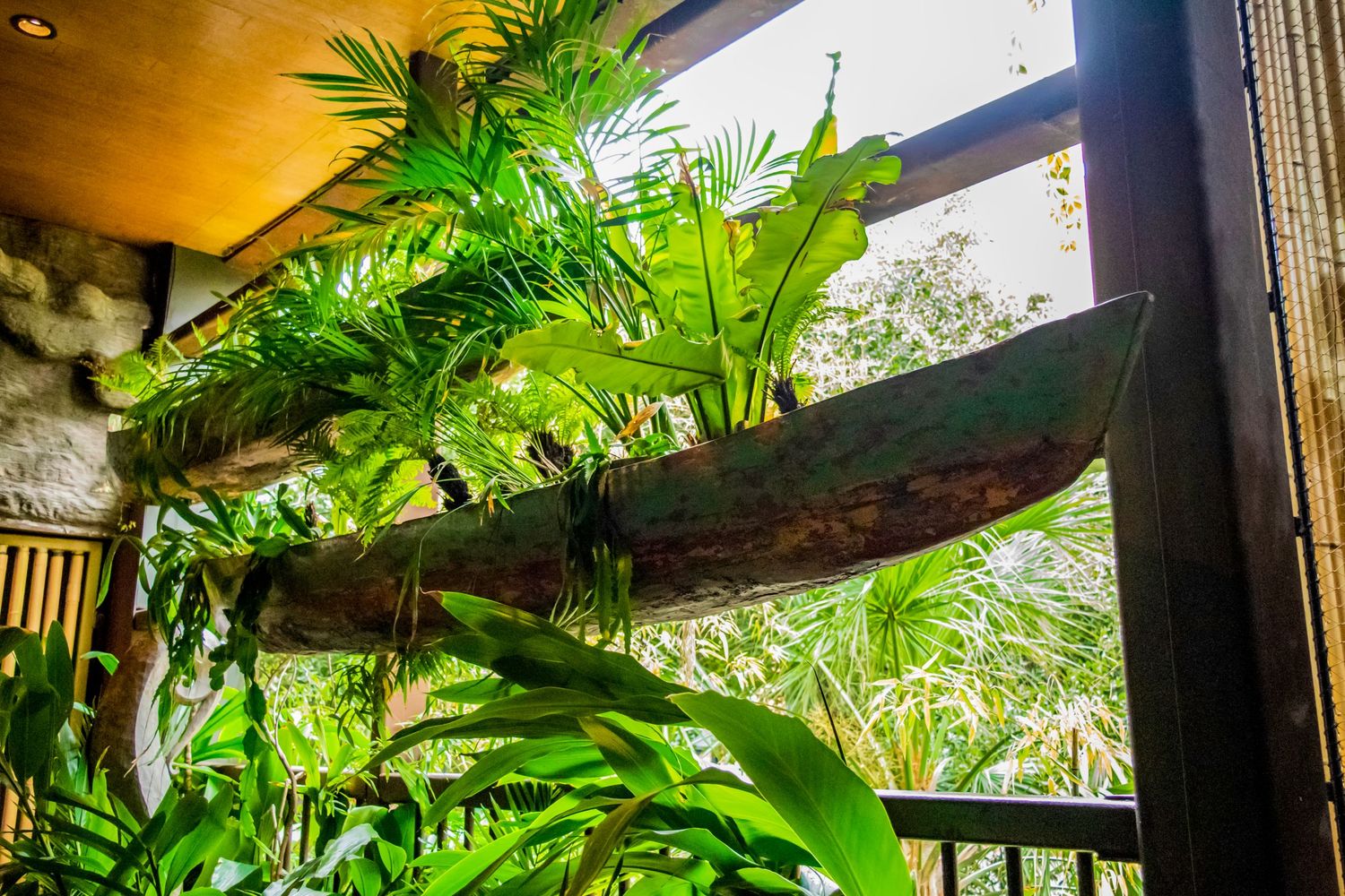 Vibrant green tropical plants displayed in an old wooden canoe mounted as a decorative planter.