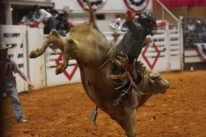 Bull riding action shot at indoor rodeo with crowd in background.