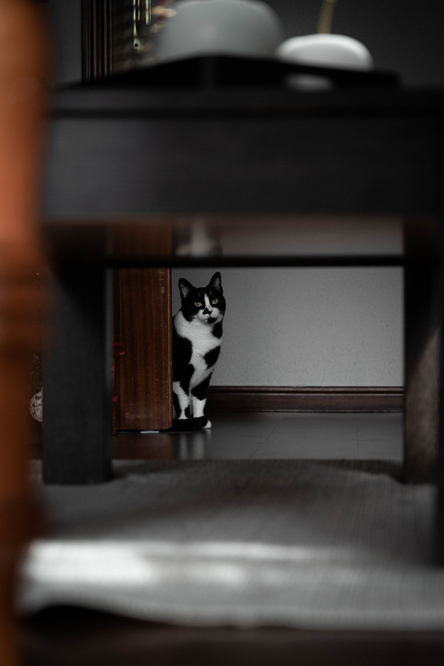 fotografía de gato en casa, Madrid