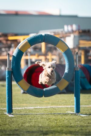 Foto en competición de Agility