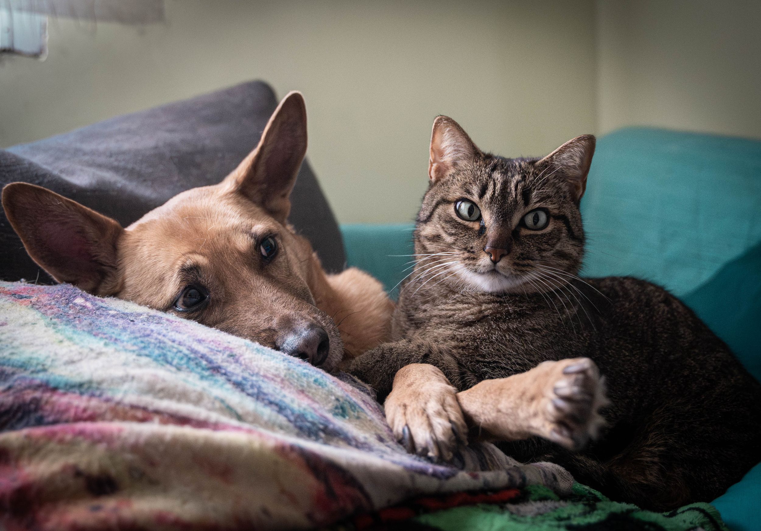 Fotografía de perro y gato juntos, Madrid