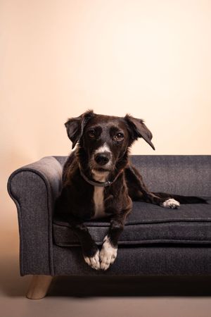 Foto de perro en estudio tumbada en sofá