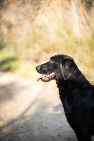 Retrato de perfil de perro en Madrid