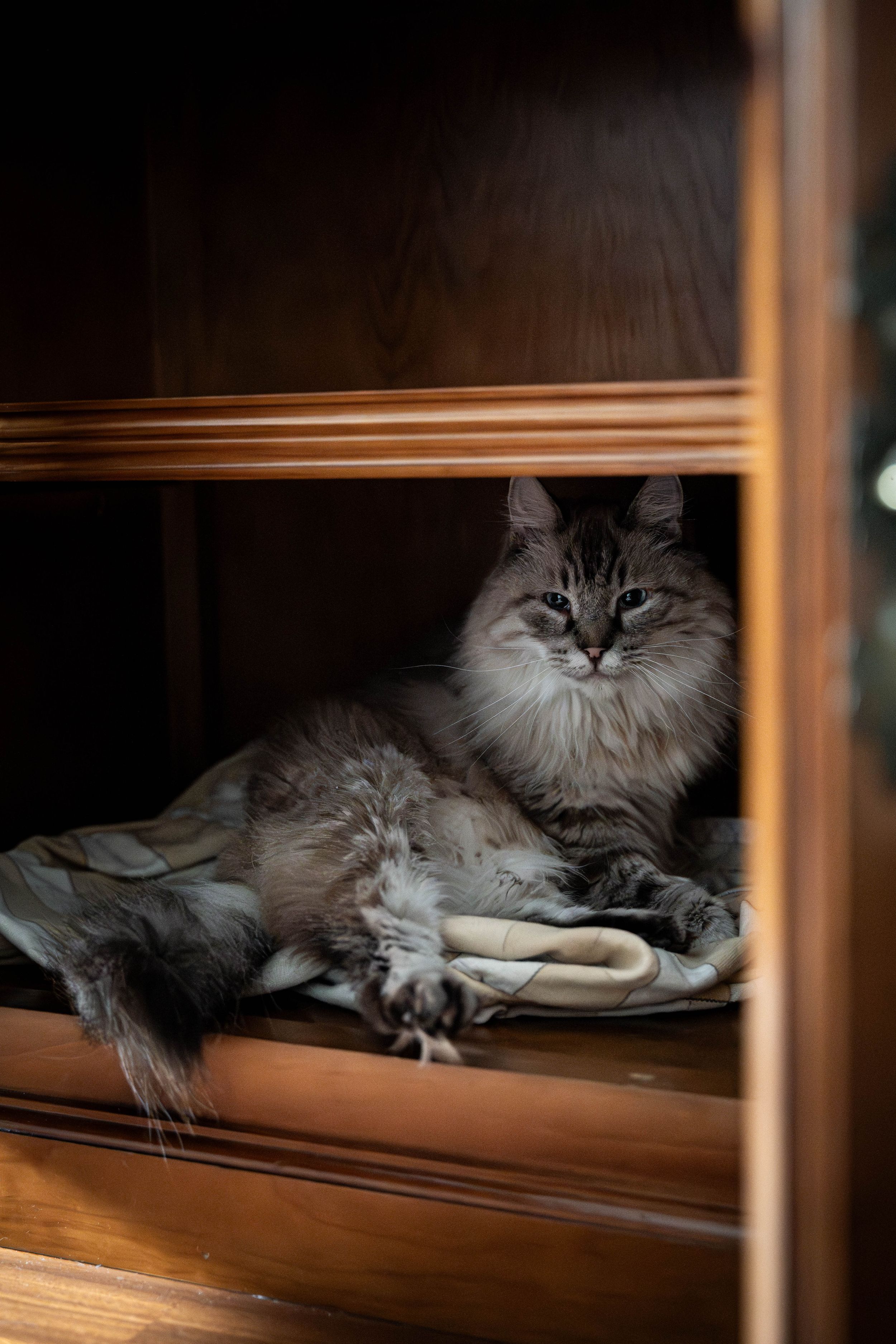 Fotografía retrato de un gato en Madrid