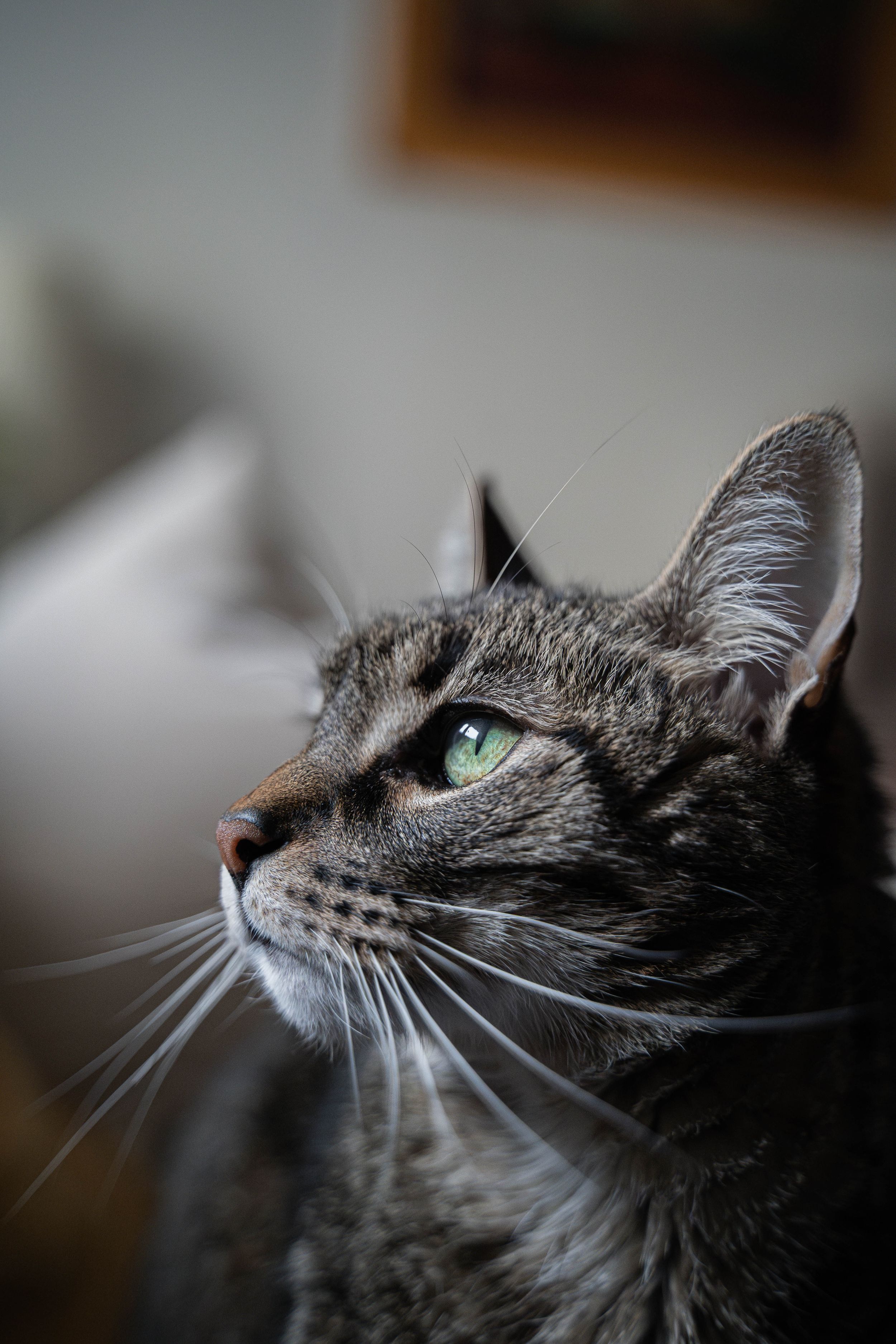 Fotografía retrato de perfil de un gato en Madrid