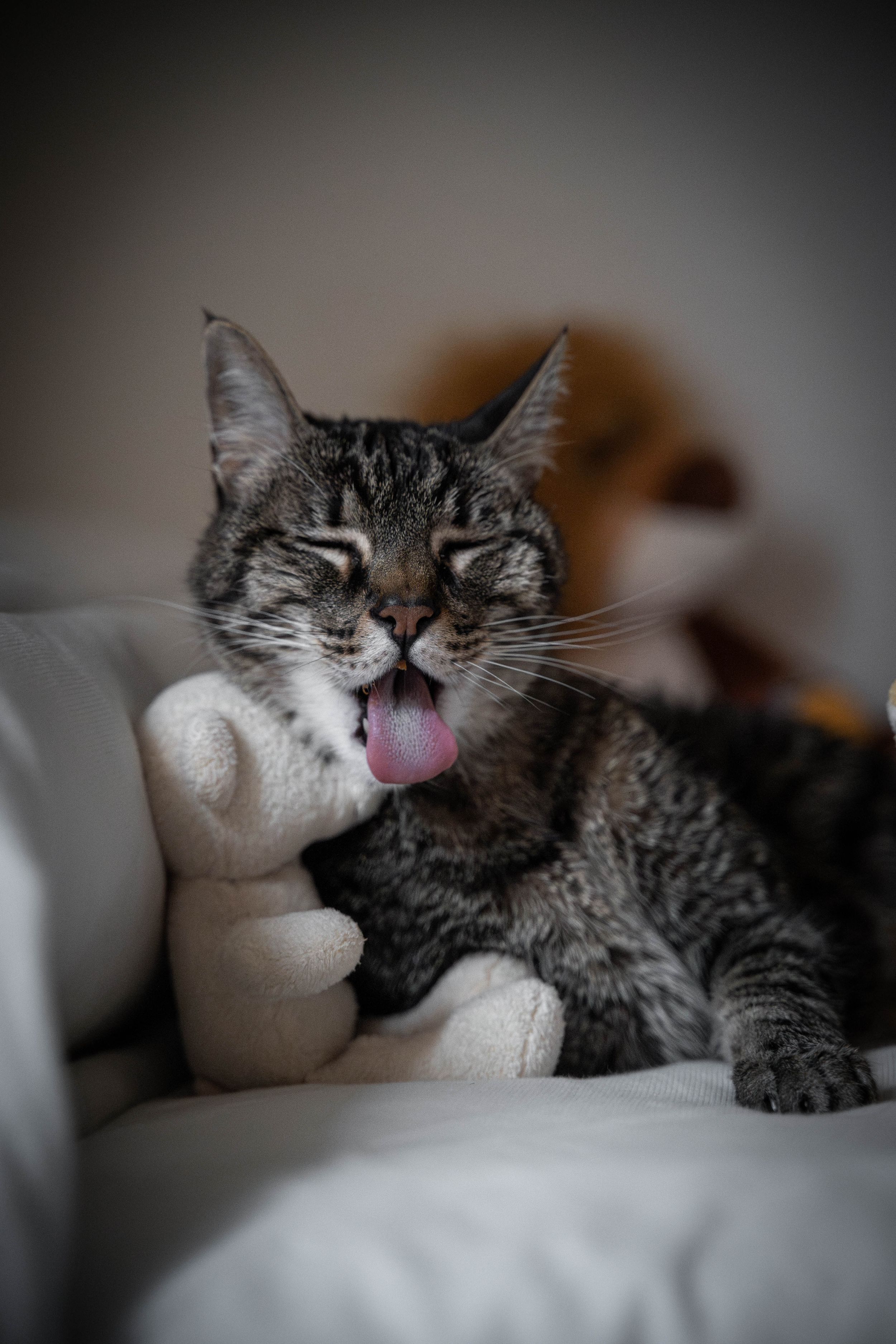 Gato con la lengua fuera. Madrid