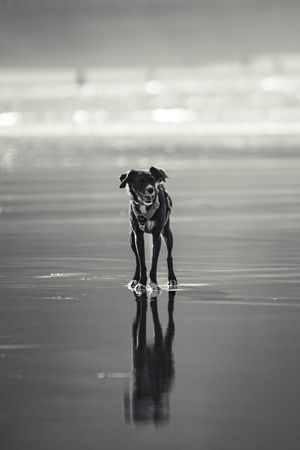 Foto en playa de perro