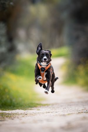 Fotografía de perro corriendo