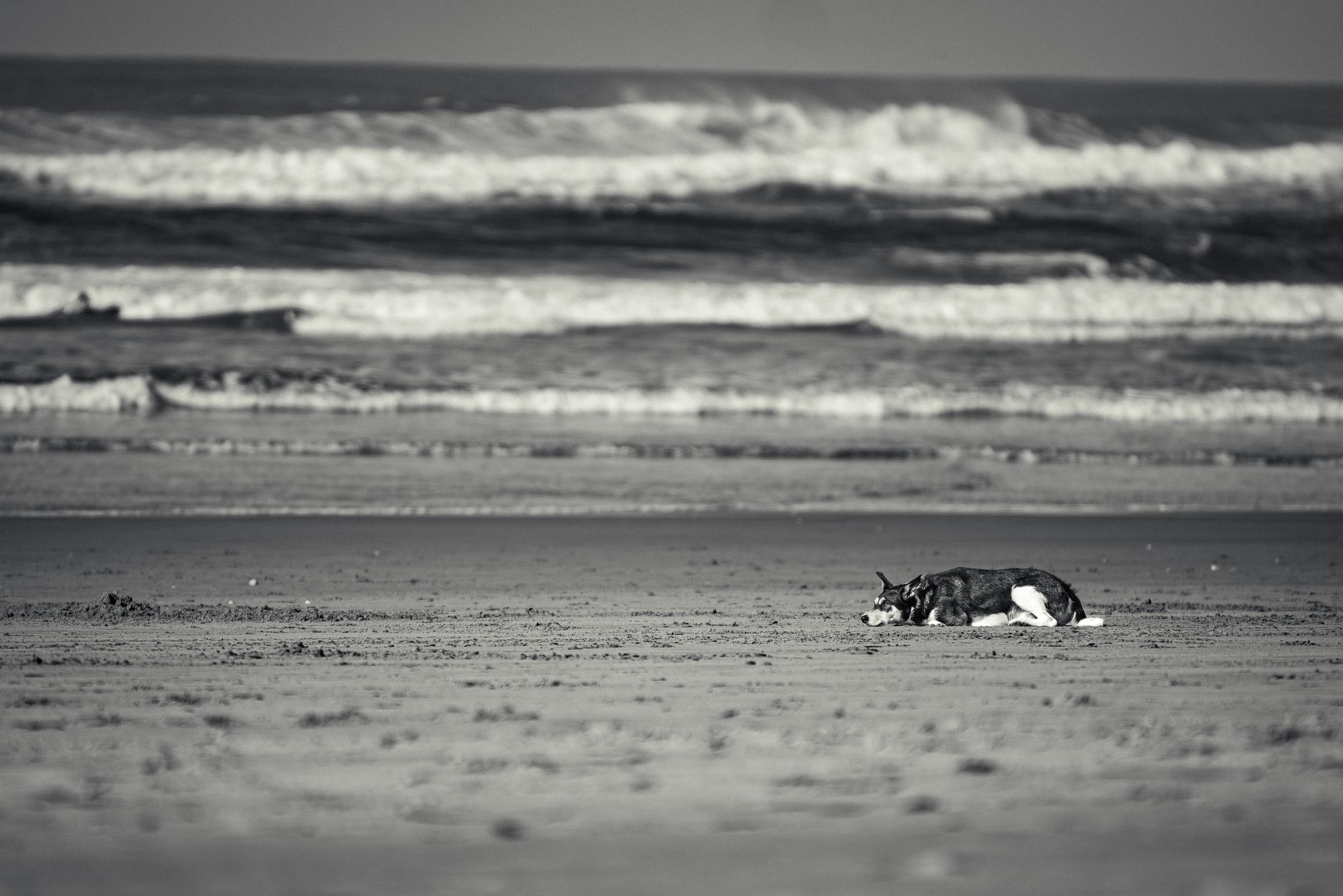 Foto en playa de perro