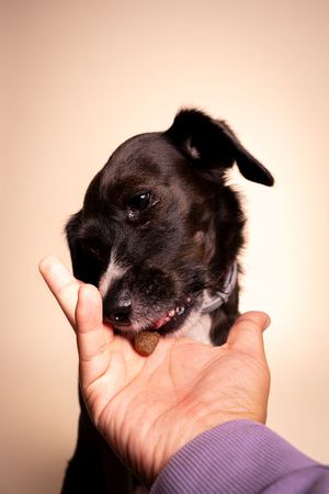 Foto de perro en estudio