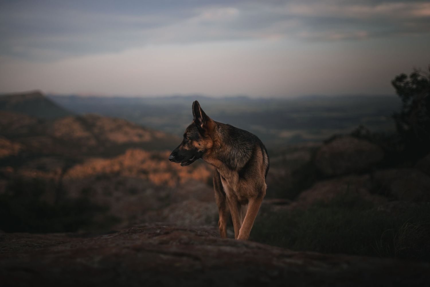 Adventure hiking dog photographer Oklahoma