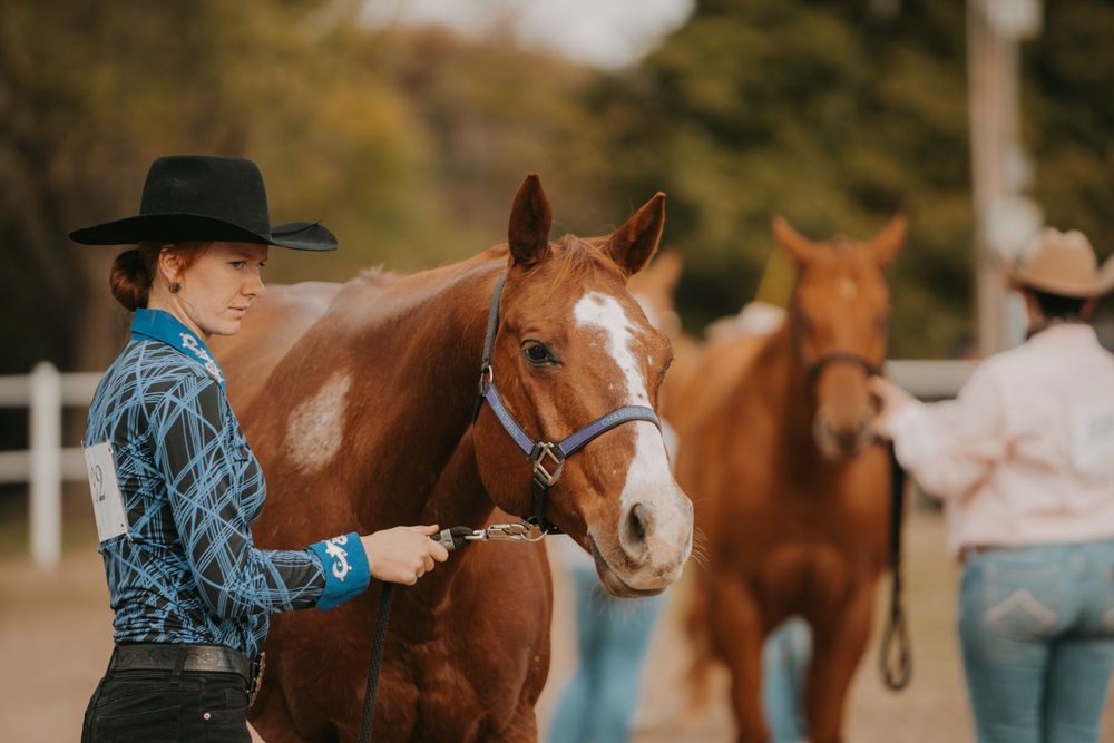 A chestnut horse with white markings wearing blue halter at equestrian show.