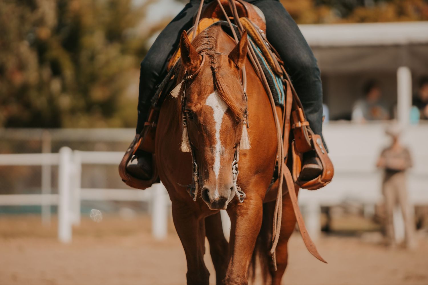 Close-up view of a chestnut horse wearing western tack in warm sunlight.
