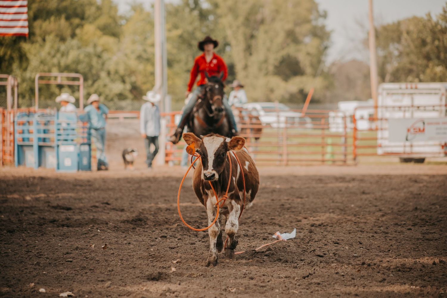 Cowboy on horseback swings a lasso during a rodeo competition in an outdoor arena.