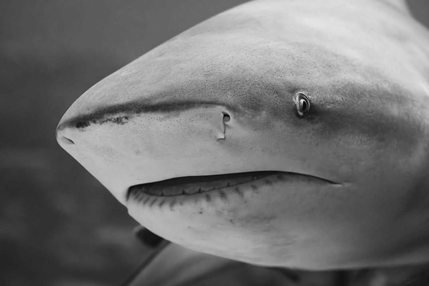 Black and white close-up profile of a shark's head showing its eye and gill slits.