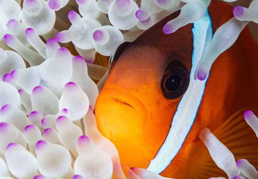 Close-up of orange clownfish nestled among white and purple sea anemone tentacles.