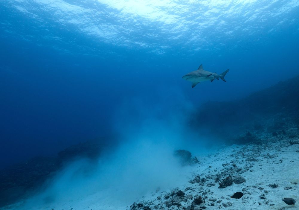 Shark silhouette swimming in deep blue waters above sandy ocean floor.