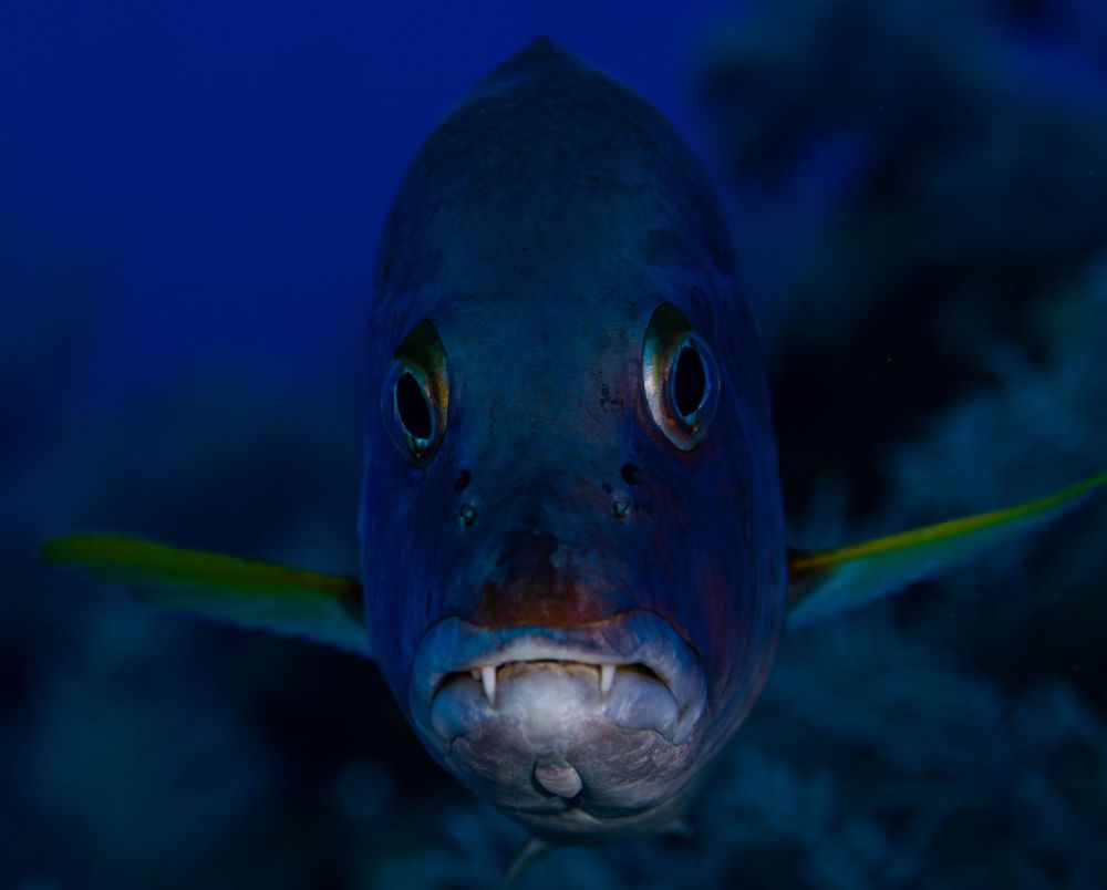 Close-up portrait of a blue fish with large eyes against dark background.