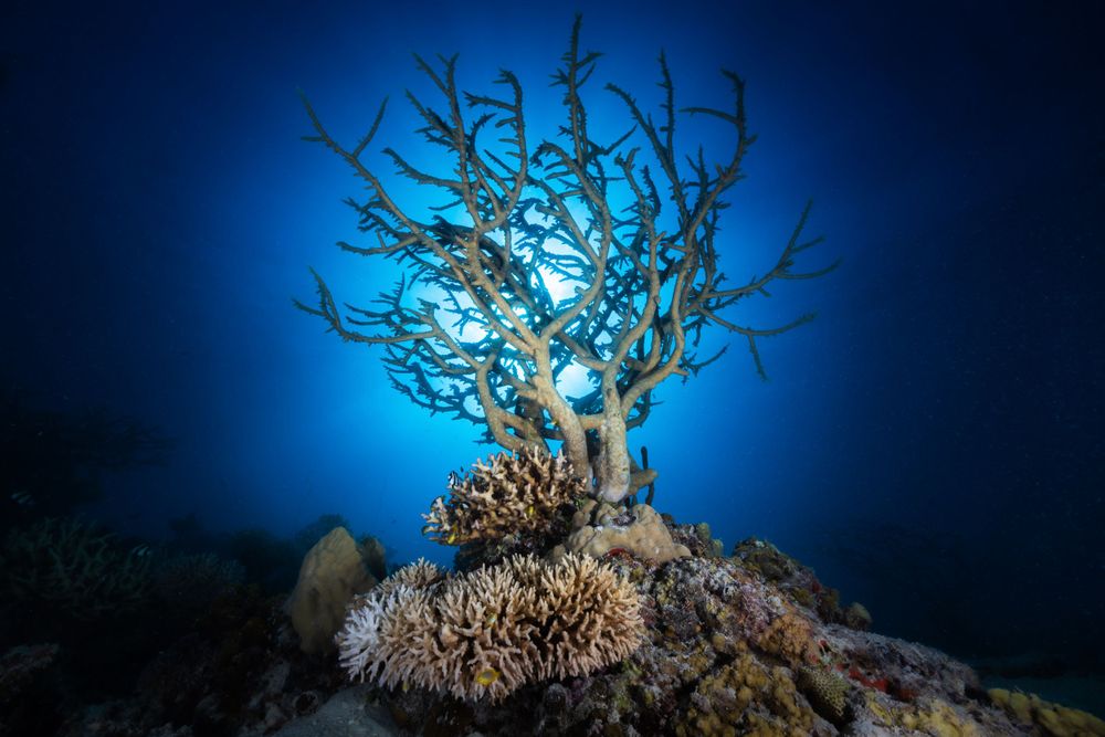 Illuminated coral formation resembling a tree silhouetted against deep blue ocean water.