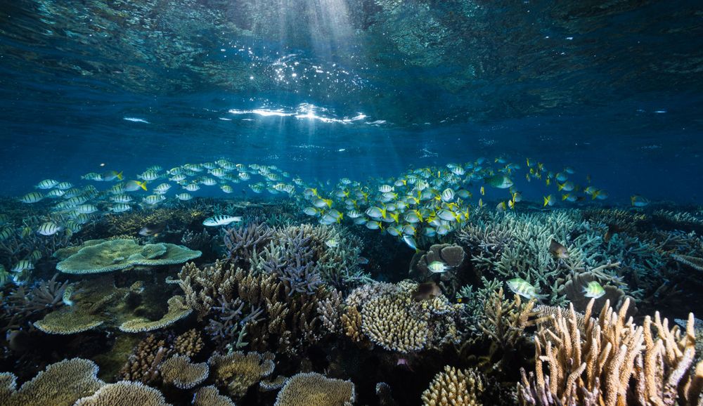 School of tropical fish swimming above diverse coral reef under filtered sunlight.