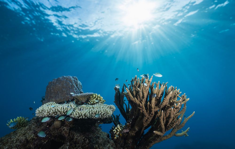 Sunbeams pierce through crystal clear ocean waters illuminating coral formations on tropical reef.
