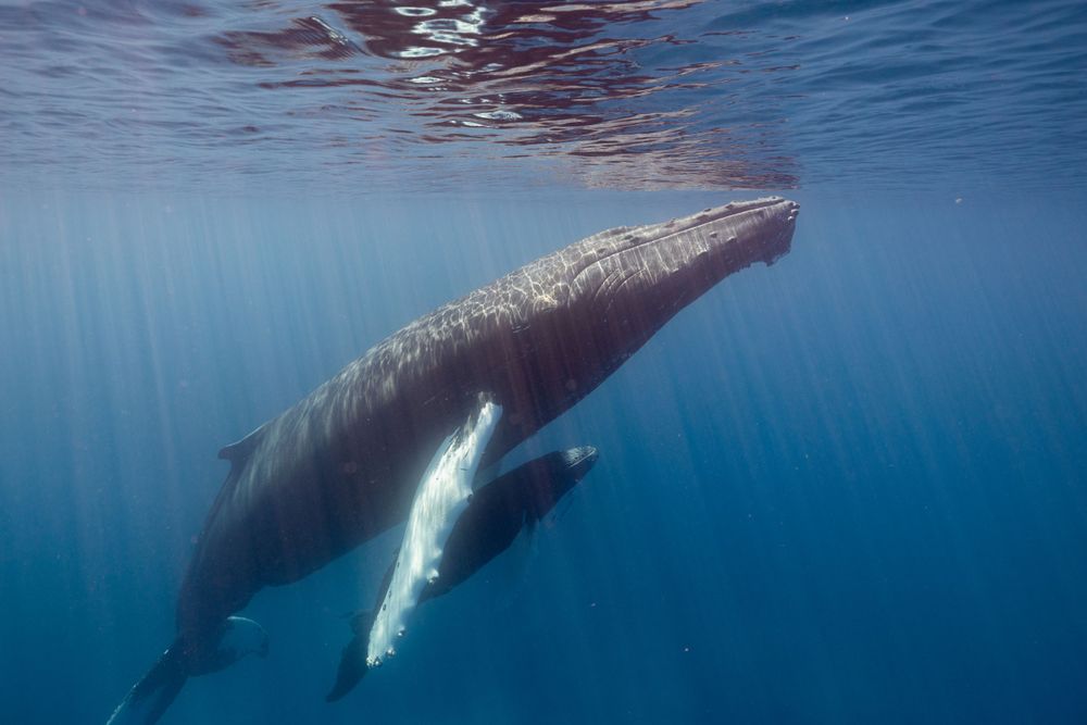 Underwater view of a majestic humpback whale swimming in blue ocean waters.