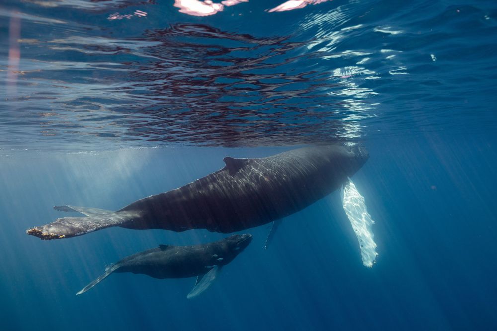 Two humpback whales gracefully gliding through crystal clear blue waters.