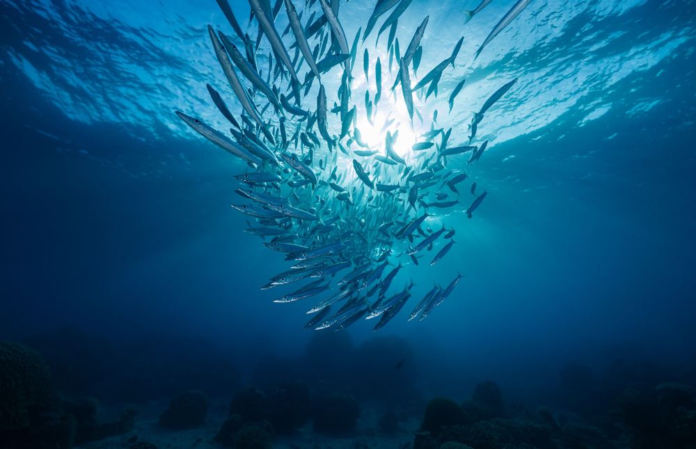 School of silver fish swirling in formation beneath rippling ocean surface.
