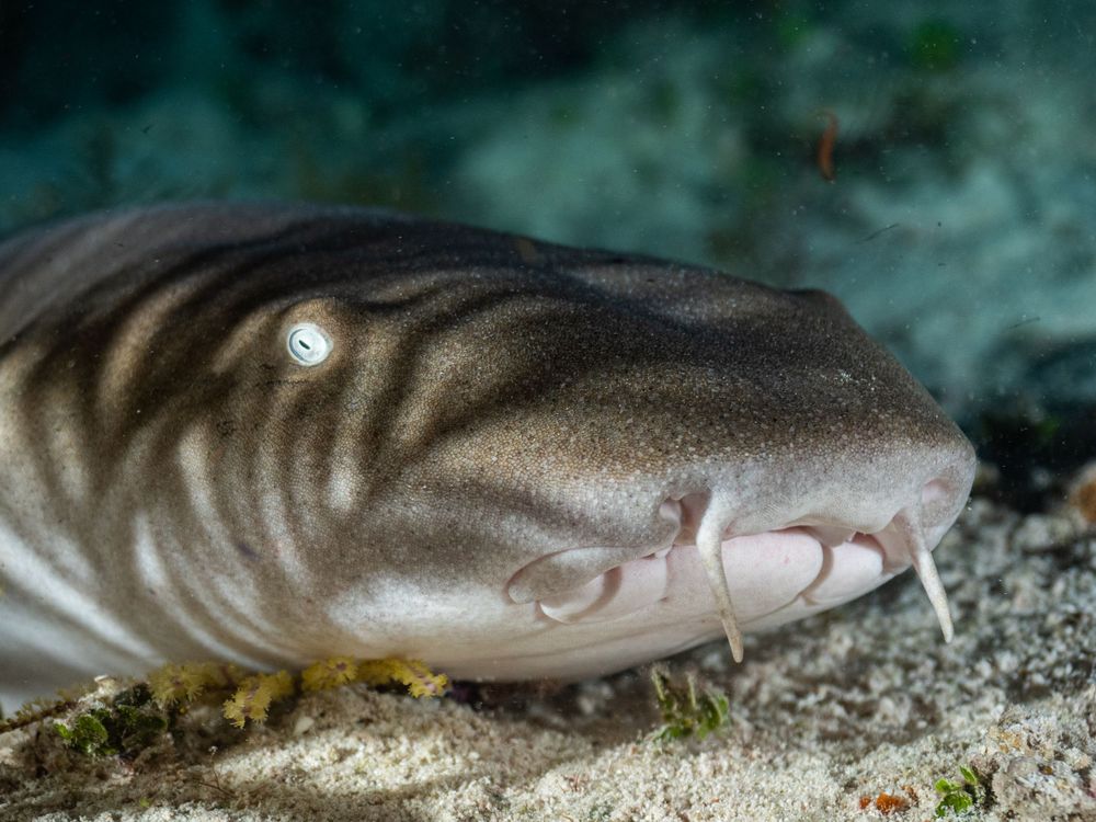 Close-up of a nurse shark's head showing its distinctive stripes and features.
