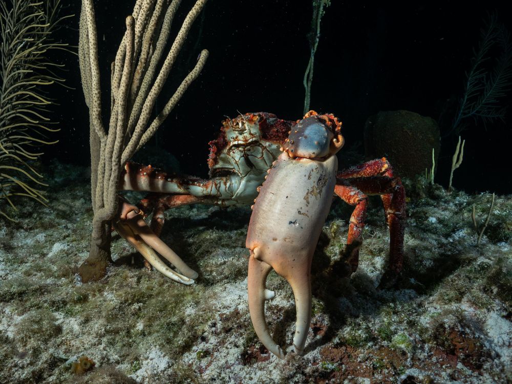 Red crab perched among coral and branches on the ocean floor.