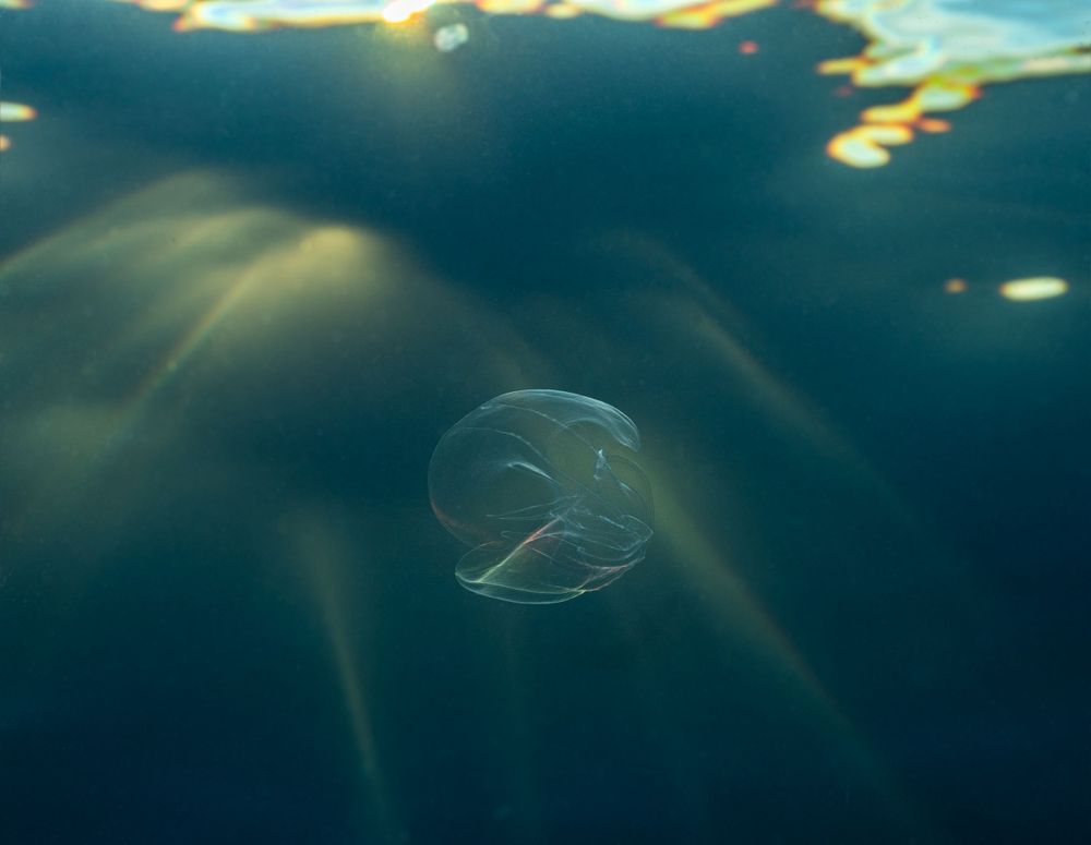 Translucent jellyfish floating in sunlit ocean waters.