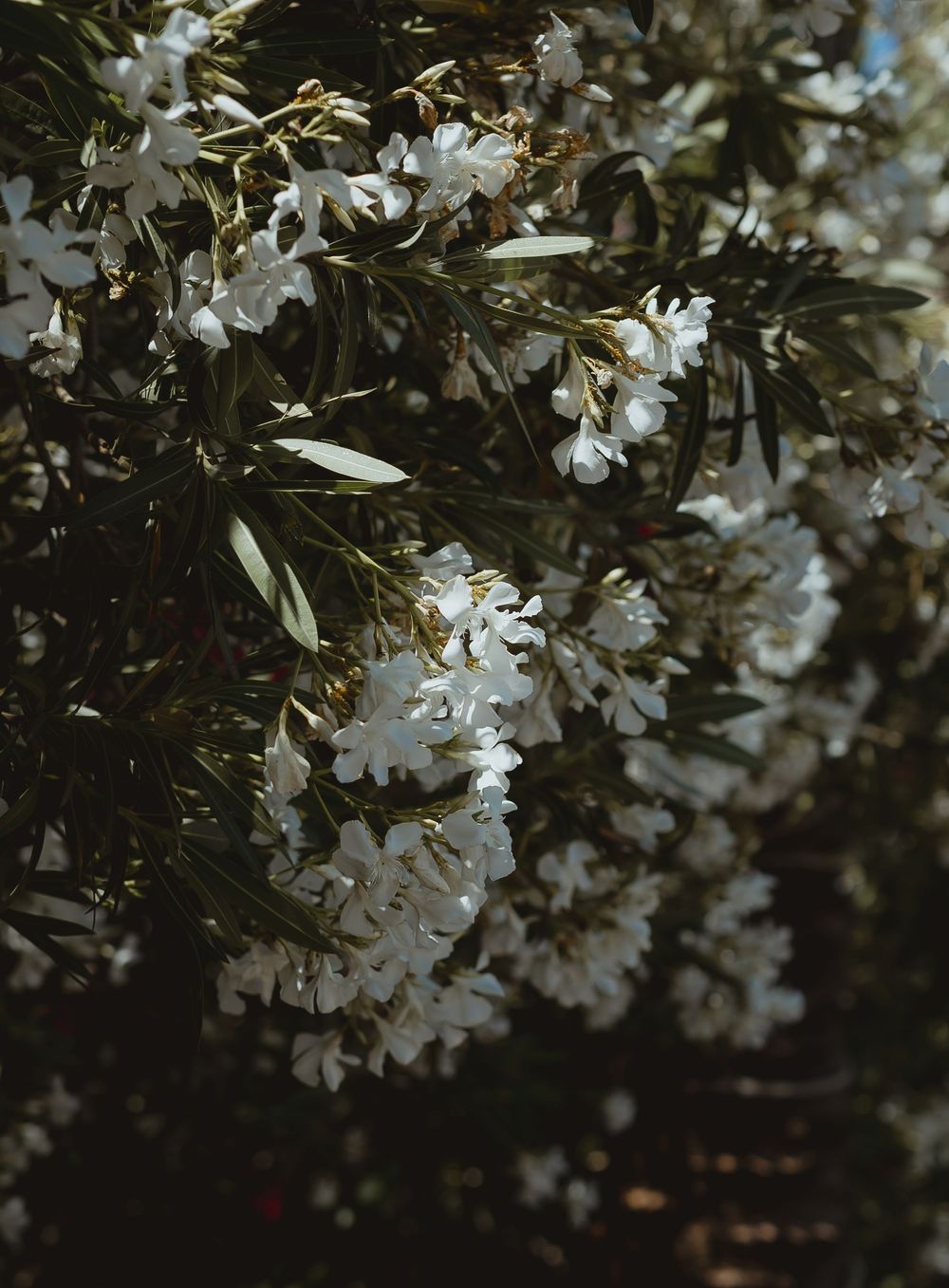 White spring blossoms and leaves on a blooming tree branch against a blurred natural background.