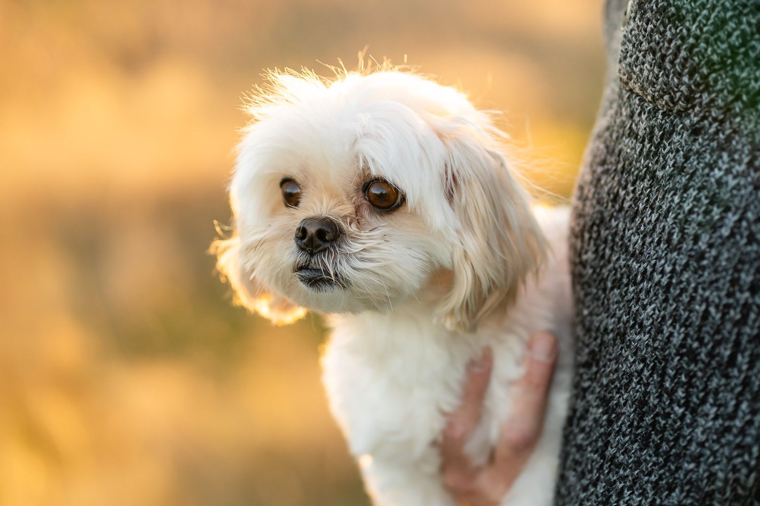 Portrait of white dog at sunset in Redmond.