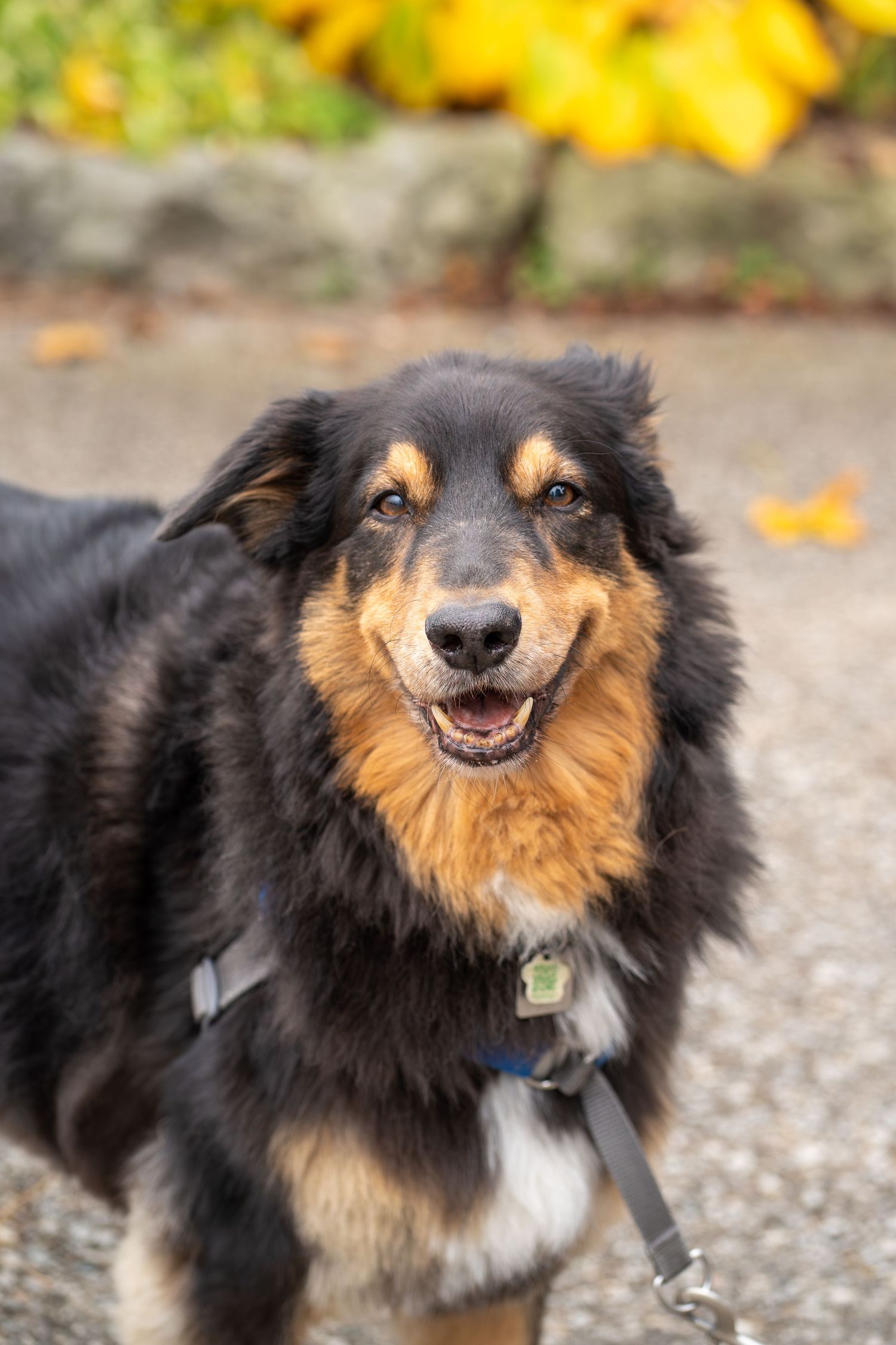 Happy black and tan dog with fluffy fur smiles joyfully while playing outdoors on a sunny autumn day.