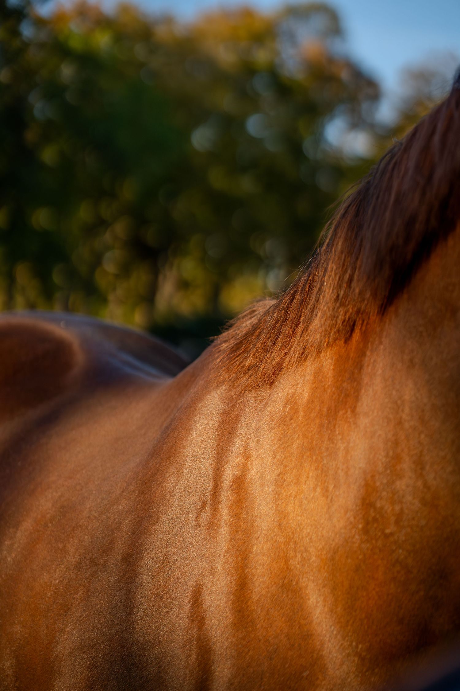 Close-up detail of a chestnut horse's sleek coat and muscular neck in warm evening sunlight against blurred autumn foliage.