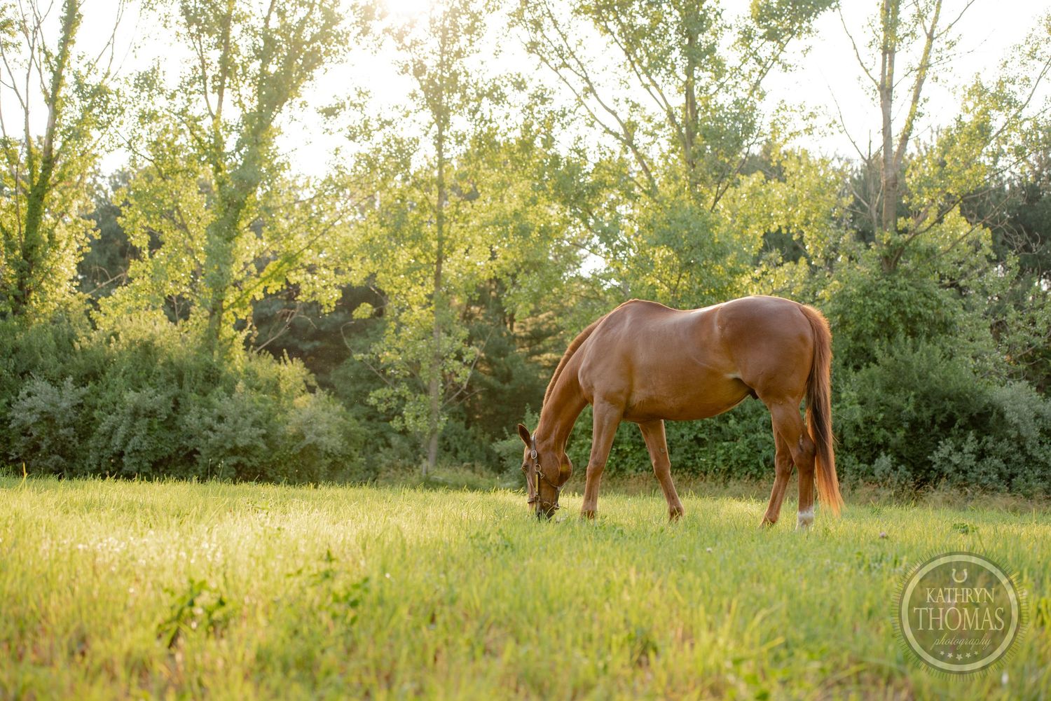 A brown horse grazes peacefully in a sunlit meadow surrounded by green trees.