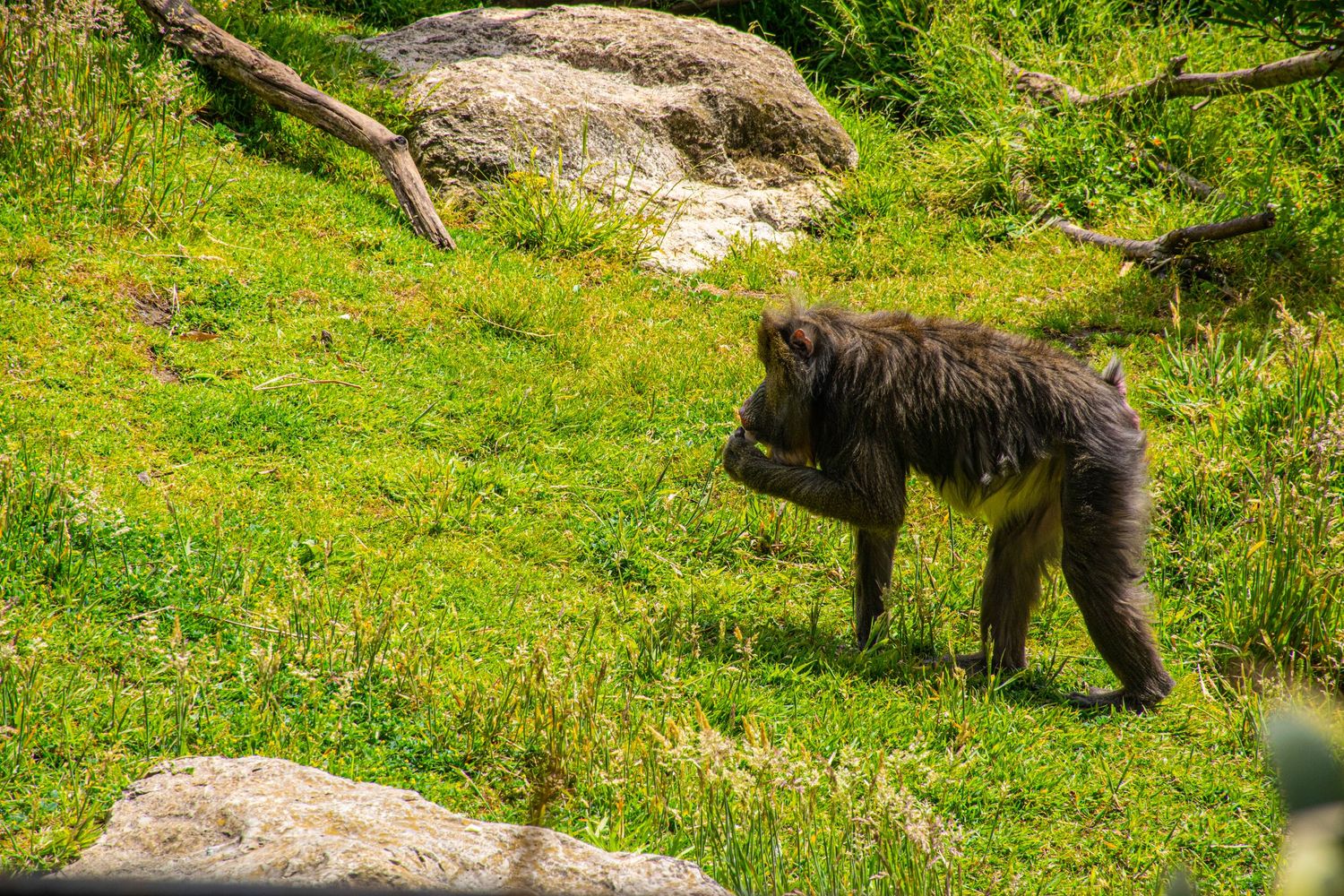 Black wolf standing on rocky terrain amid green grass and vegetation.