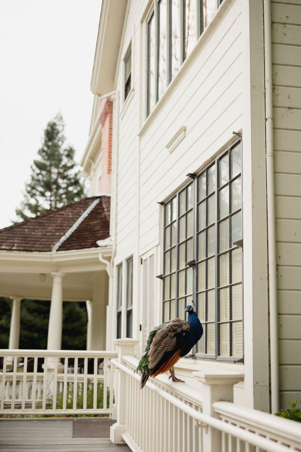 ardenwood historic farms wedding, fremont easy bay wedding photographer, bay area wedding photography, rustic wedding