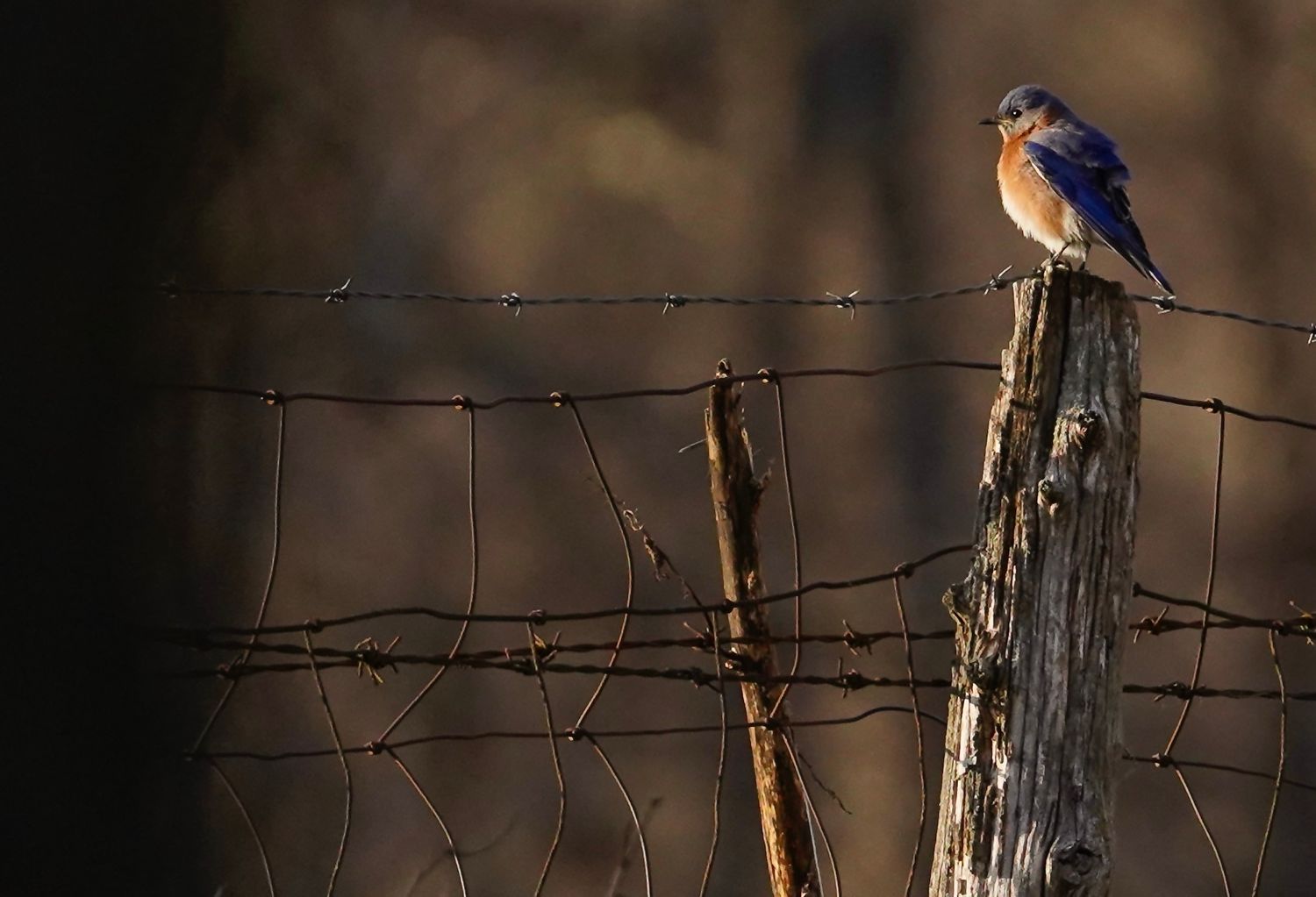 Eastern Bluebird perched on wooden fence post against blurred natural background.