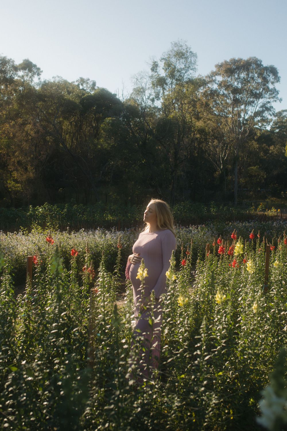 Flower Field Maternity Photos South East Queensland