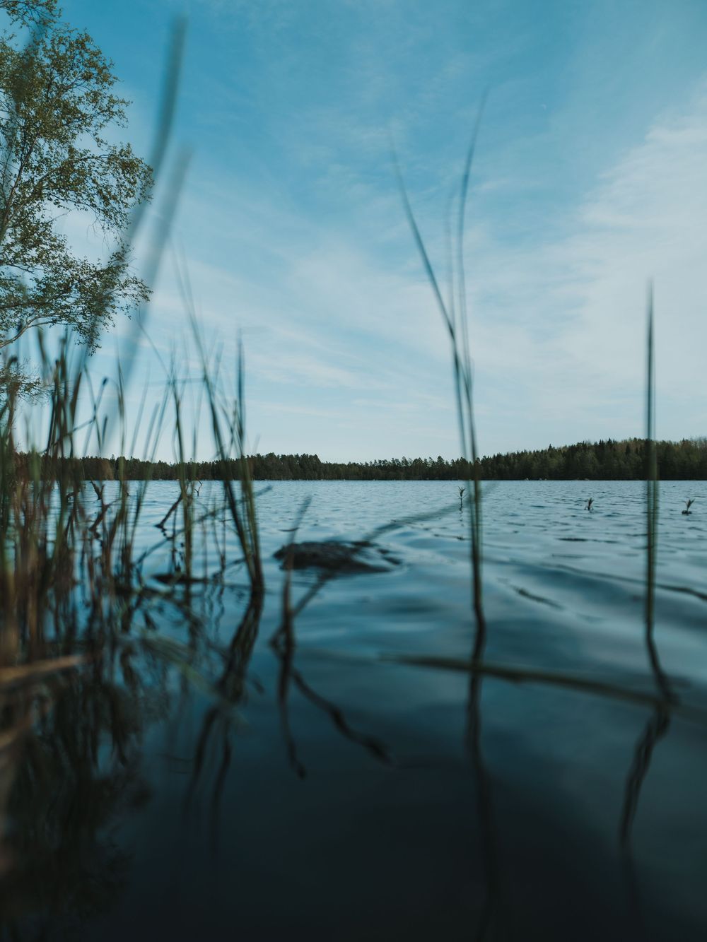 Tranquil lake view through tall reeds with blue skies and calm waters reflecting the shoreline silhouette.