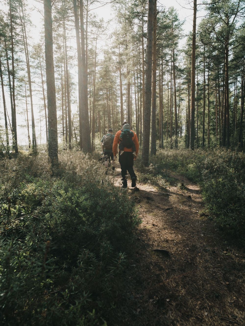 Misty sunlight filters through tall pine trees in a serene forest trail during golden hour.