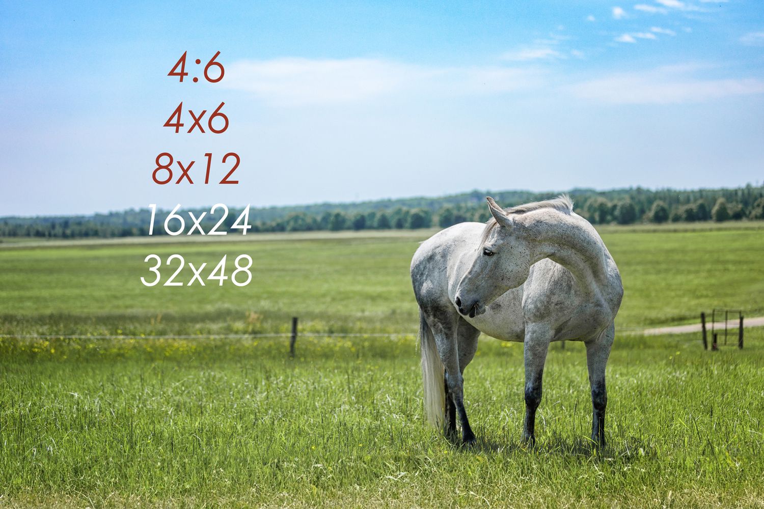 Gray horse in a green field with text overlay showing print size options.