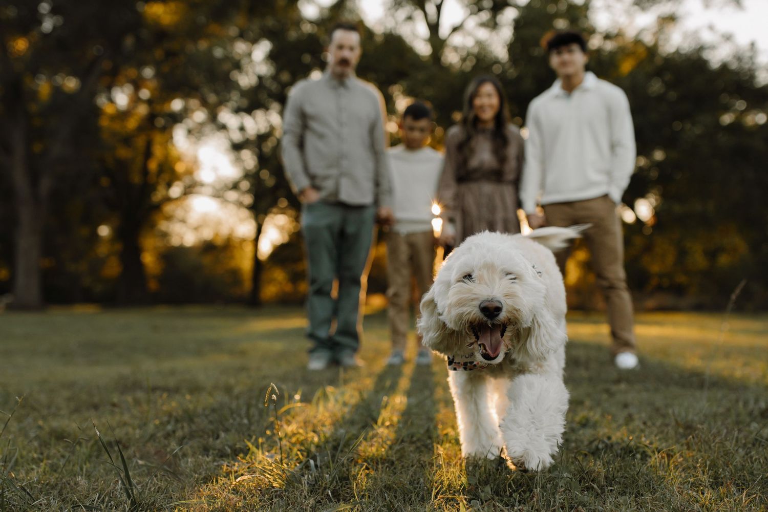 White fluffy dog carrying a stick while walking on grass during golden hour with people standing in the background.