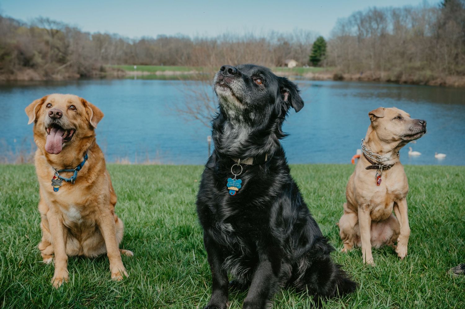 Three dogs sitting on green grass near a lake on a sunny day, posing for a portrait.