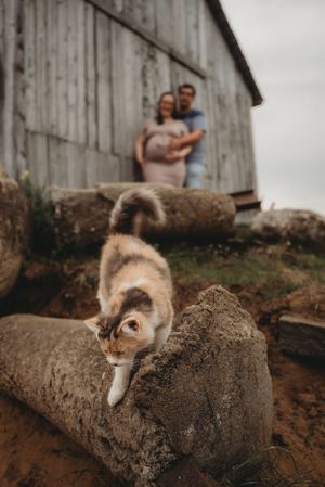 Cat exploring logs outside rustic barn with blurred figures in background on cloudy day.