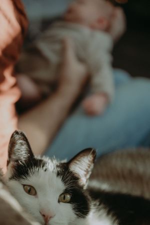 Close-up portrait of a black and white cat with attentive eyes resting indoors.