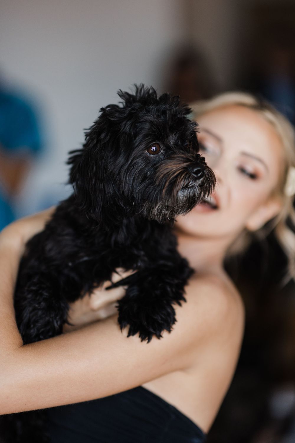 A black fluffy dog being held and kissed while wearing formal attire.