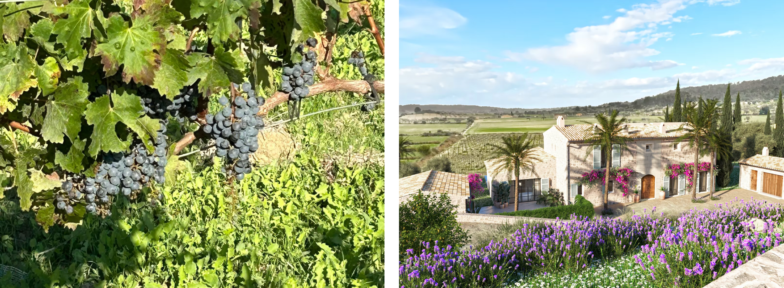 A scenic collection of vineyard landscapes showing grapevines, rolling hills, and lavender fields in wine country.