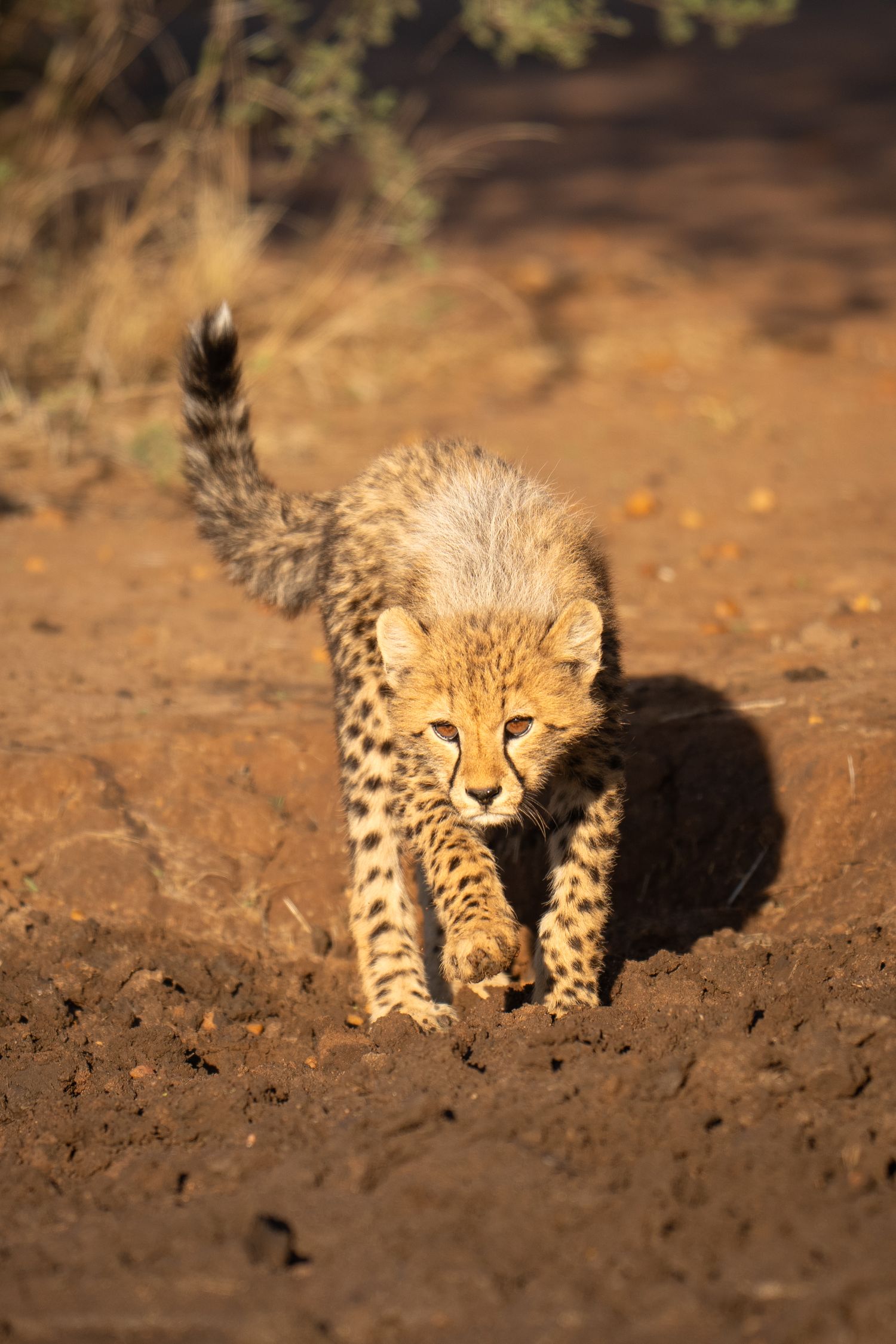 Young cheetah cub crouching in the reddish dirt of the African savanna.